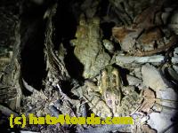 /home//u458753944/public_html/sourcegallery//Roxborough Toad Detour/2013-2019/2017/P4100665.JPG